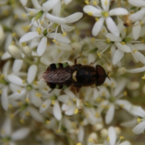 Odontomyia hunteri at Hughes, ACT - 1 Jan 2021 01:07 PM