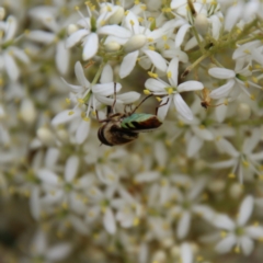 Odontomyia hunteri at Hughes, ACT - 1 Jan 2021 01:07 PM