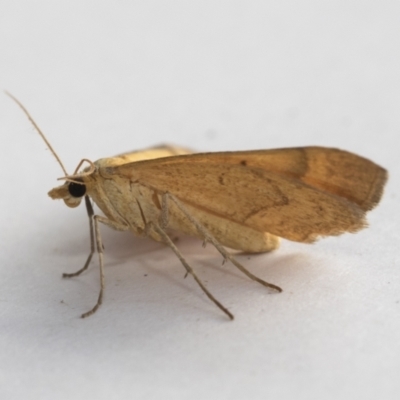 Anachloris subochraria (Golden Grass Carpet (Ennominae)) at Higgins, ACT - 1 Jan 2021 by AlisonMilton