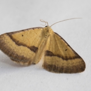 Anachloris subochraria at Higgins, ACT - 1 Jan 2021