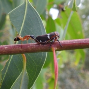 Eurymela fenestrata at Stromlo, ACT - 2 Jan 2021