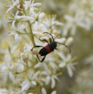 Obrida fascialis at Hughes, ACT - 1 Jan 2021