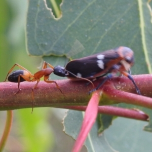 Camponotus consobrinus at Stromlo, ACT - suppressed