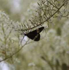 Nyctemera amicus (Senecio Moth, Magpie Moth, Cineraria Moth) at Hughes, ACT - 1 Jan 2021 by LisaH