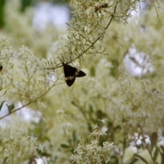 Nyctemera amicus at Hughes, ACT - 1 Jan 2021 01:12 PM