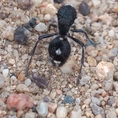 Bothriomutilla rugicollis (Mutillid wasp or velvet ant) at Tharwa, ACT - 2 Jan 2021 by MichaelBedingfield