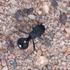 Bothriomutilla rugicollis at Point Hut to Tharwa - 2 Jan 2021