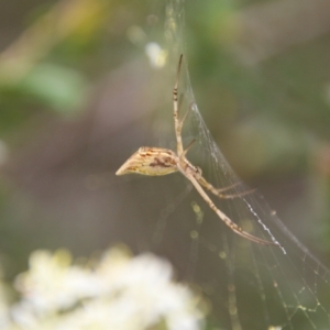 Argiope protensa at Hughes, ACT - 1 Jan 2021