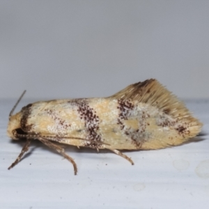 Psaroxantha undescribed species at Melba, ACT - 16 Dec 2020