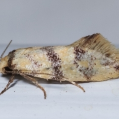 Psaroxantha undescribed species at Melba, ACT - 16 Dec 2020