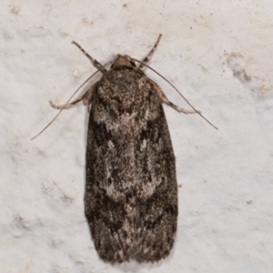 Philobota philostaura at Melba, ACT - 16 Dec 2020