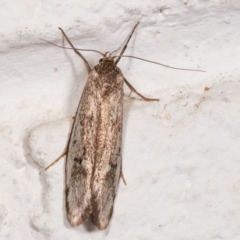 Philobota productella (Pasture Tunnel Moth) at Melba, ACT - 16 Dec 2020 by kasiaaus