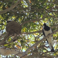 Grallina cyanoleuca (Magpie-lark) at Conder, ACT - 26 Nov 2020 by michaelb