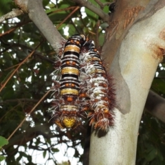 Chelepteryx collesi (White-stemmed Gum Moth) at Stromlo, ACT - 2 Jan 2021 by HelenCross