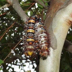 Chelepteryx collesi at Stromlo, ACT - suppressed