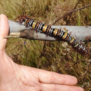 Chelepteryx collesi at Stromlo, ACT - suppressed