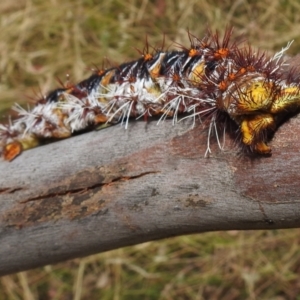 Chelepteryx collesi at Stromlo, ACT - suppressed