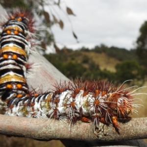 Chelepteryx collesi at Stromlo, ACT - suppressed