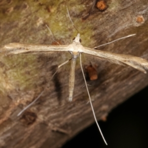 Pterophoridae (family) at Melba, ACT - 16 Dec 2020 10:03 PM