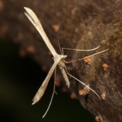 Pterophoridae (family) at Melba, ACT - 16 Dec 2020