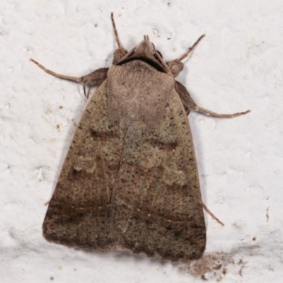 Pantydia sparsa (Noctuid Moth) at Melba, ACT - 16 Dec 2020 by kasiaaus