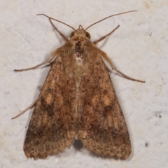 Helicoverpa (genus) (A bollworm) at Melba, ACT - 16 Dec 2020 by kasiaaus