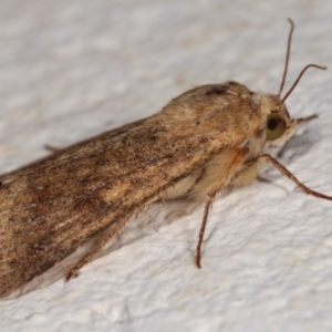 Helicoverpa (genus) at Melba, ACT - 16 Dec 2020 11:29 PM