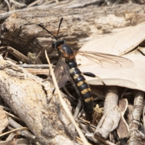 Miltinus sp. (genus) at Michelago, NSW - 13 Dec 2019