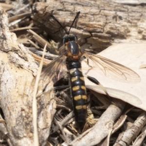 Miltinus sp. (genus) at Michelago, NSW - 13 Dec 2019