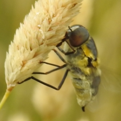 Trichophthalma scapularis (Tangle-vein fly) at Tuggeranong DC, ACT - 2 Jan 2021 by HelenCross