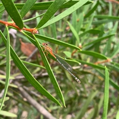 Xanthagrion erythroneurum (Red & Blue Damsel) at Murrumbateman, NSW - 2 Jan 2021 by SimoneC