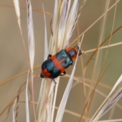 Dicranolaius concinicornis (Melyrid flower beetle) at Michelago, NSW - 26 Dec 2020 by Illilanga