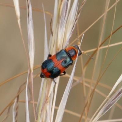 Dicranolaius concinicornis (Melyrid flower beetle) at Michelago, NSW - 26 Dec 2020 by Illilanga