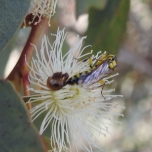 Tiphiidae (family) at Tuggeranong DC, ACT - suppressed