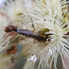 Tiphiidae (family) at Tuggeranong DC, ACT - suppressed