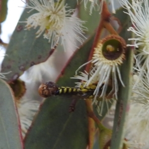 Tiphiidae (family) at Tuggeranong DC, ACT - 2 Jan 2021