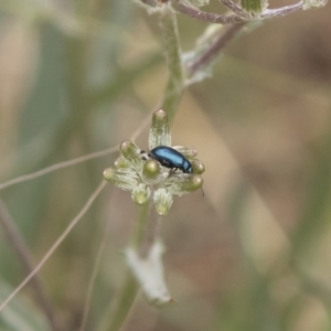 Arsipoda sp. (genus) at Michelago, NSW - 17 Jan 2020