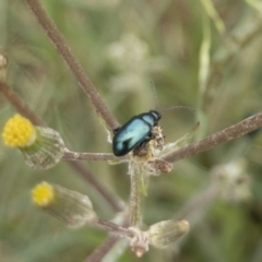 Arsipoda sp. (genus) at Michelago, NSW - 17 Jan 2020