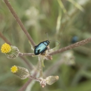 Arsipoda sp. (genus) at Michelago, NSW - 17 Jan 2020