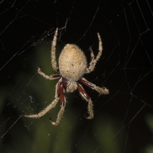 Hortophora transmarina at Higgins, ACT - 27 Dec 2020