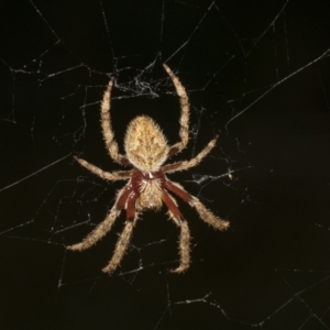 Hortophora transmarina at Higgins, ACT - 27 Dec 2020