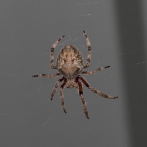 Hortophora transmarina at Higgins, ACT - 27 Dec 2020