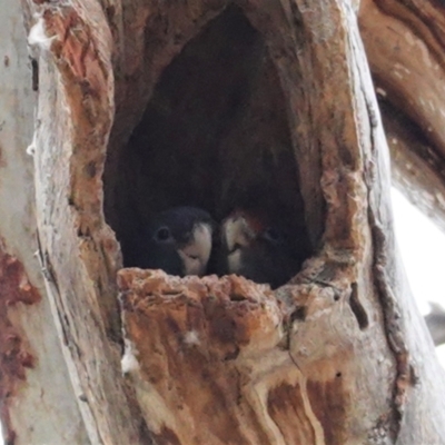 Callocephalon fimbriatum (Gang-gang Cockatoo) at Hughes, ACT - 2 Jan 2021 by JackyF