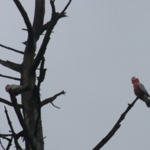 Eolophus roseicapilla at Goulburn, NSW - 1 Jan 2021