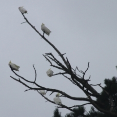 Cacatua galerita (Sulphur-crested Cockatoo) at Goulburn, NSW - 1 Jan 2021 by Rixon