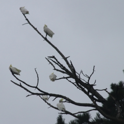 Cacatua galerita (Sulphur-crested Cockatoo) at Goulburn Mulwaree Council - 1 Jan 2021 by Rixon