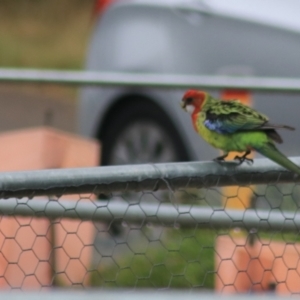 Platycercus eximius at Goulburn, NSW - 1 Jan 2021