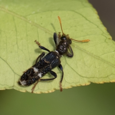 Scrobiger splendidus (Clerid beetle) at Michelago, NSW - 14 Dec 2019 by Illilanga