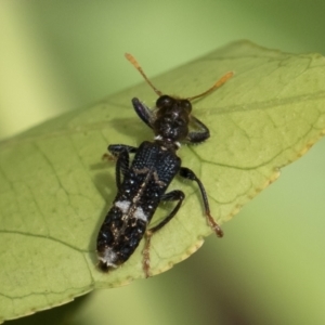 Scrobiger splendidus at Michelago, NSW - 14 Dec 2019 12:08 PM