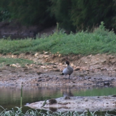 Chenonetta jubata (Australian Wood Duck) at Goulburn Mulwaree Council - 1 Jan 2021 by Rixon